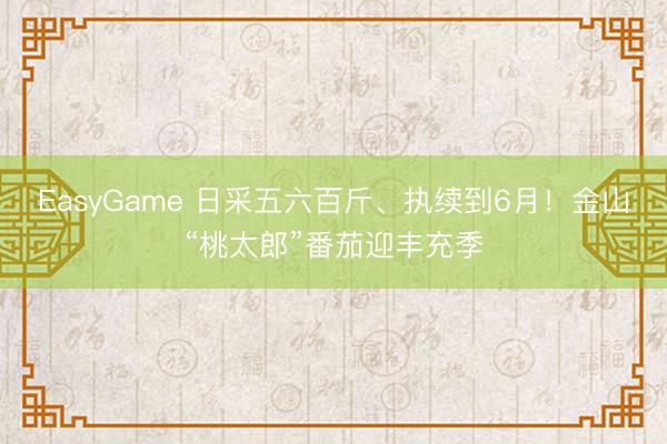 EasyGame 日采五六百斤、执续到6月！金山“桃太郎”番茄迎丰充季